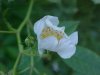 Multiflora Rose (Rosa multiflora)