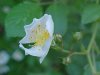 Multiflora Rose (Rosa multiflora)