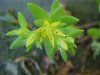 Stringy Stonecrop, Yellow Moss, Graveyard Moss (Sedum sarmentosum) - thanks to Gottfried Unger for correction: was misidentified as Wild Stonecrop (Sedum ternatum)