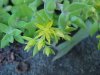 Stringy Stonecrop, Yellow Moss, Graveyard Moss (Sedum sarmentosum) - thanks to Gottfried Unger for correction: was misidentified as Wild Stonecrop (Sedum ternatum)