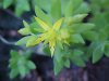 Stringy Stonecrop, Yellow Moss, Graveyard Moss (Sedum sarmentosum) - thanks to Gottfried Unger for correction: was misidentified as Wild Stonecrop (Sedum ternatum)