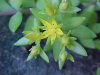 Stringy Stonecrop, Yellow Moss, Graveyard Moss (Sedum sarmentosum) - thanks to Gottfried Unger for correction: was misidentified as Wild Stonecrop (Sedum ternatum)