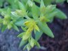 Stringy Stonecrop, Yellow Moss, Graveyard Moss (Sedum sarmentosum) - thanks to Gottfried Unger for correction: was misidentified as Wild Stonecrop (Sedum ternatum)