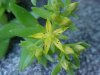 Stringy Stonecrop, Yellow Moss, Graveyard Moss (Sedum sarmentosum) - thanks to Gottfried Unger for correction: was misidentified as Wild Stonecrop (Sedum ternatum)