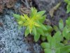 Stringy Stonecrop, Yellow Moss, Graveyard Moss (Sedum sarmentosum) - thanks to Gottfried Unger for correction: was misidentified as Wild Stonecrop (Sedum ternatum)