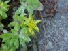 Stringy Stonecrop, Yellow Moss, Graveyard Moss (Sedum sarmentosum) - thanks to Gottfried Unger for correction: was misidentified as Wild Stonecrop (Sedum ternatum)