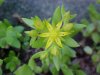 Stringy Stonecrop, Yellow Moss, Graveyard Moss (Sedum sarmentosum) - thanks to Gottfried Unger for correction: was misidentified as Wild Stonecrop (Sedum ternatum)