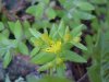 Stringy Stonecrop, Yellow Moss, Graveyard Moss (Sedum sarmentosum) - thanks to Gottfried Unger for correction: was misidentified as Wild Stonecrop (Sedum ternatum)