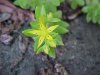 Stringy Stonecrop, Yellow Moss, Graveyard Moss (Sedum sarmentosum) - thanks to Gottfried Unger for correction: was misidentified as Wild Stonecrop (Sedum ternatum)