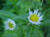 Daisy Fleabane (Erigeron annus)