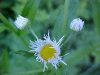 Daisy Fleabane (Erigeron annus)