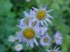 Philadelphia Fleabane (Erigeron philadelphicus)