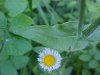 Philadelphia Fleabane (Erigeron philadelphicus)