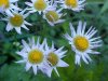 Philadelphia Fleabane (Erigeron philadelphicus)