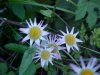 Philadelphia Fleabane (Erigeron philadelphicus)
