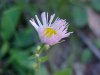 Philadelphia Fleabane (Erigeron philadelphicus)