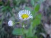 Philadelphia Fleabane (Erigeron philadelphicus)