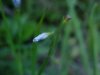 Blue-eyed Grass (Sisyrinchium angustifolium)