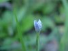 Blue-eyed Grass (Sisyrinchium angustifolium)