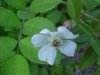 Multiflora Rose (Rosa multiflora)