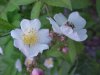 Multiflora Rose (Rosa multiflora)