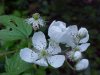 Allegheny Blackberry (Rubus allegheniensis porter agg)