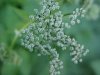 Wild Angelica (Angelica triquinata) - described as closely resembling the very poisoness Water Hemlock (Cicuta maculata)