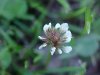 White Clover; Dutch Clover (Trifolium repens)