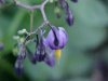 Bittersweet Nightshade; Climbing Nightshade; Deadly Nightshade (Solanum dulcamara)