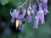 Bittersweet Nightshade; Climbing Nightshade; Deadly Nightshade (Solanum dulcamara)