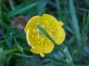 Common Buttercup (Ranunculus acris)