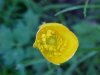 Common Buttercup (Ranunculus acris)