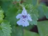 Ground Ivy; Gill-over-the-ground;  Creeping Charlie (Glechoma  hederacea)