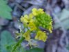 Common Wintercress (Babarea vulgaris)