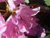 Mountain Rosebay; Catawba Rhododendron (Rhodododendron catawbiense)