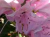 Mountain Rosebay; Catawba Rhododendron (Rhodododendron catawbiense)