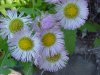 Philadelphia Fleabane (Erigeron philadelphicus)