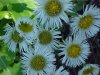 Philadelphia Fleabane (Erigeron philadelphicus)