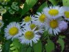 Philadelphia Fleabane (Erigeron philadelphicus)