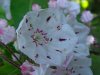 Mountain Laurel (Kalmia latifolia)
