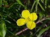 Canadian Dwarf Cinquefoil (Potentilla canadensis)