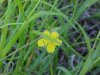 Canadian Dwarf Cinquefoil (Potentilla canadensis)