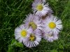 Philadelphia Fleabane (Erigeron philadelphicus)