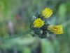 Yellow Hawkweed; King Devil (Hieracium caespitosum; Hieracium  pratense; Hieracium floribundum)