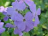 Dame's Rocket; Dame's Violet; Mother-of-the-Evening (Hesperis matronalis)