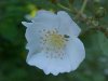 Multiflora Rose (Rosa multiflora)