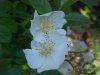 Multiflora Rose (Rosa multiflora)