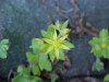 Stringy Stonecrop, Yellow Moss, Graveyard Moss (Sedum sarmentosum) - thanks to Gottfried Unger for correction: was misidentified as Wild Stonecrop (Sedum ternatum)