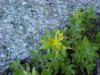 Stringy Stonecrop, Yellow Moss, Graveyard Moss (Sedum sarmentosum) - thanks to Gottfried Unger for correction: was misidentified as Wild Stonecrop (Sedum ternatum)