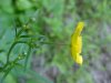 Common Buttercup (Ranunculus acris)
